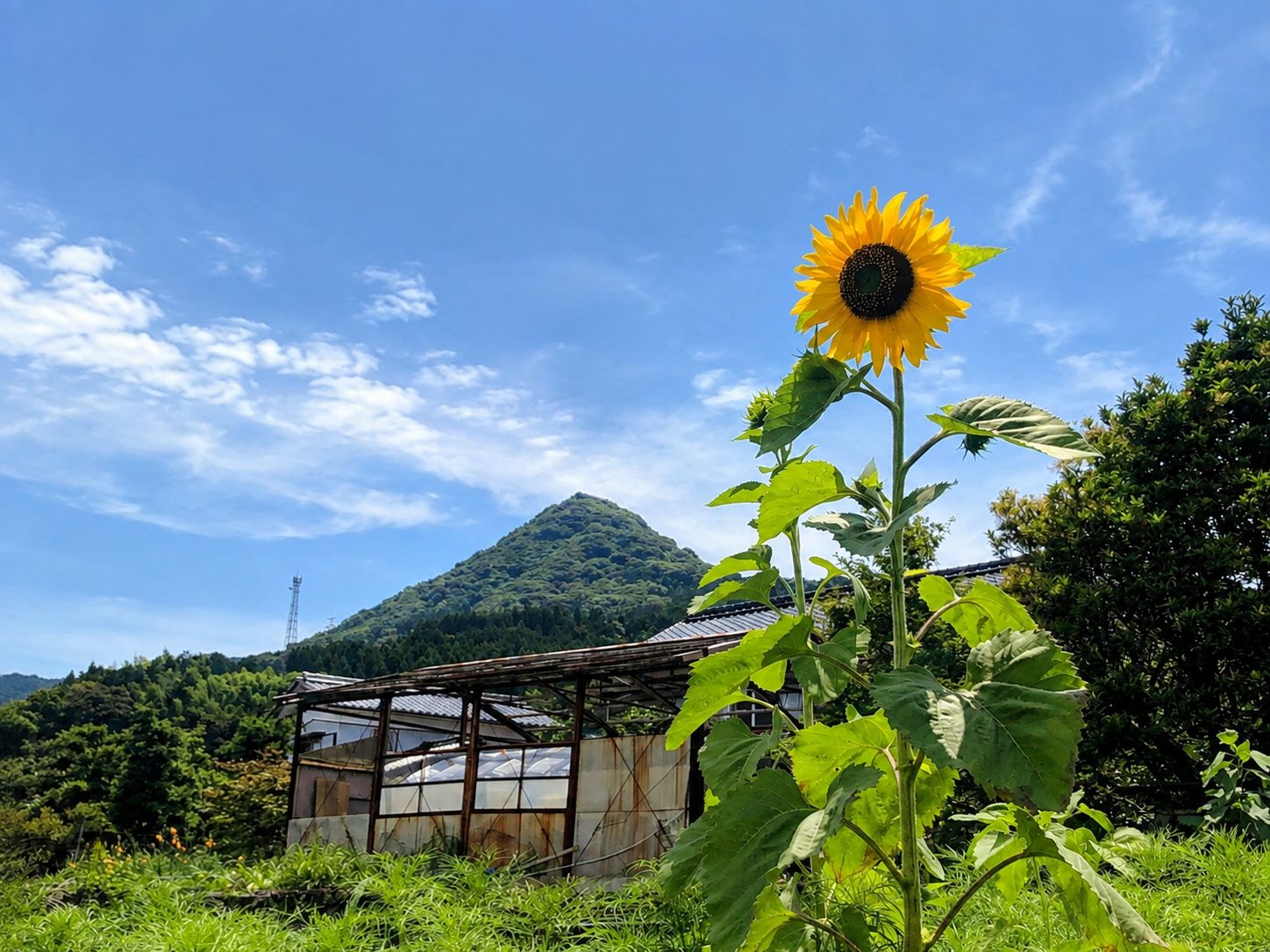 城山与向日葵