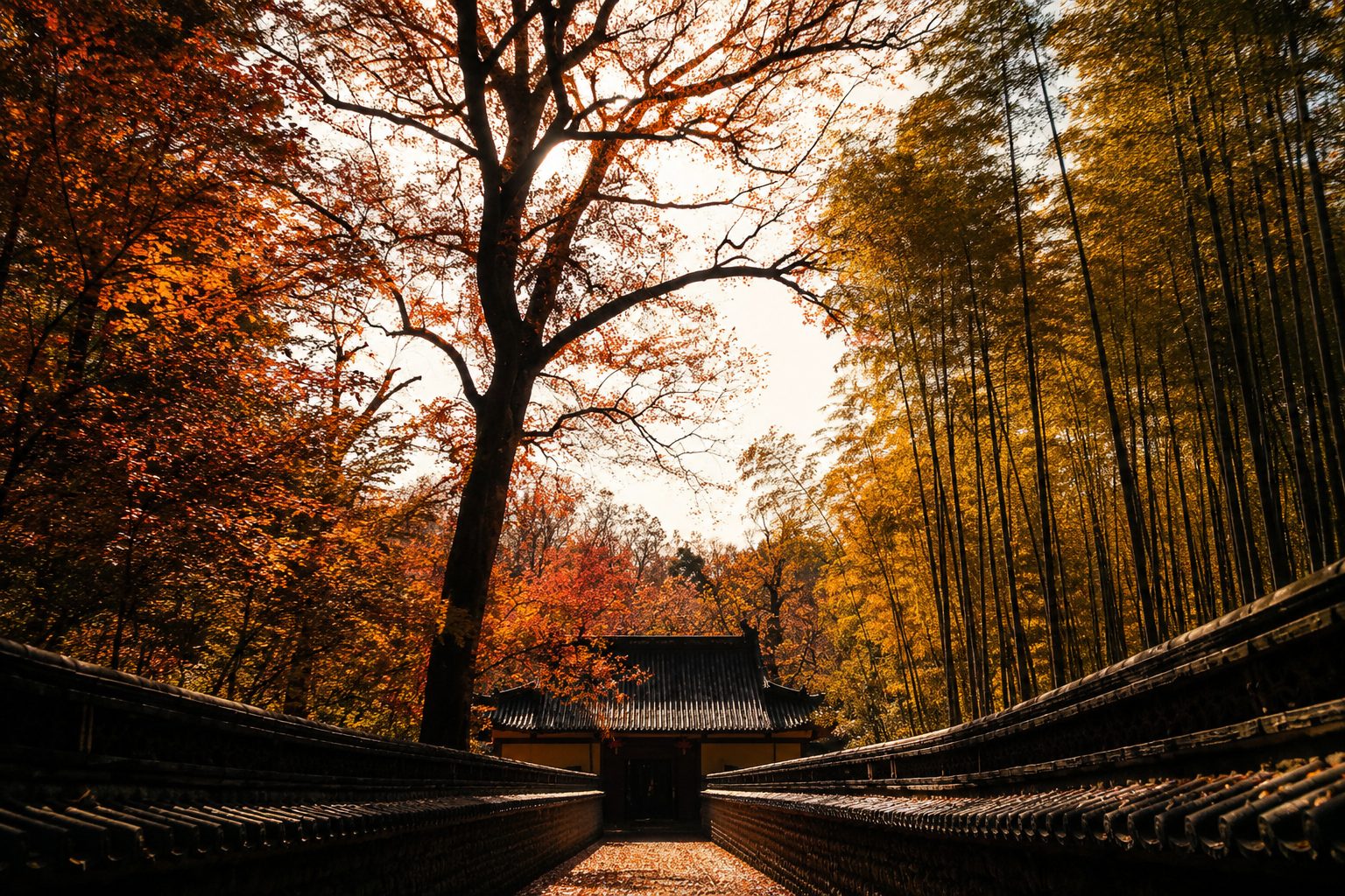Bamboo grove of Shaoxing