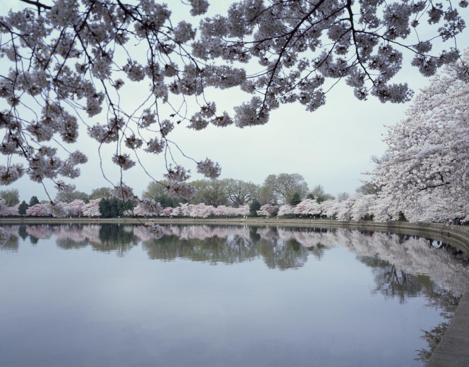 Cherry Blossoms in Washington, D.C.